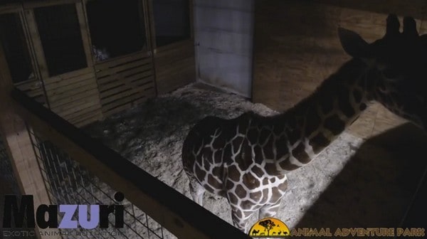 保育人士投訴內容裸露色情！動物園直播長頸鹿分娩過程慘被 YouTube 叫停