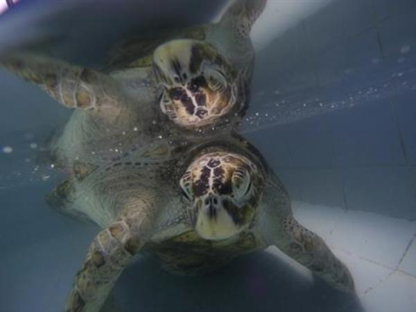 獸醫成功救回一命！泰國綠海龜誤吞 915 枚硬幣差點斃命