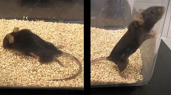 科學家成功「重新編程」免疫系統令癱瘓老鼠再次行走