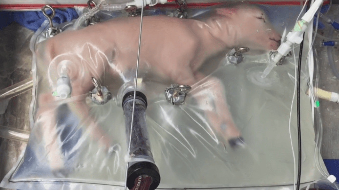 人工子宮成功養育早產小羊　未來早產嬰存活率或提升