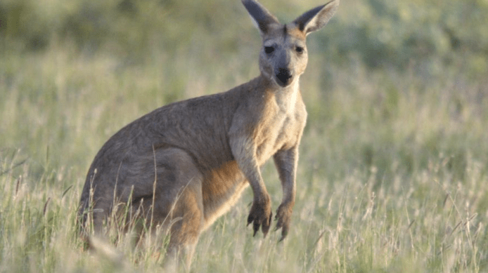 澳洲政府呼籲國民多吃袋鼠肉　袋鼠繁殖速度過快　