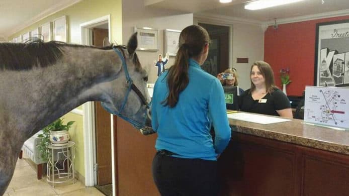 【有片睇】帶馬匹住Motel　挑戰可攜寵物酒店極限