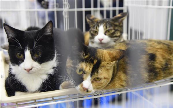 研究指「貓流感」有機會感染人類