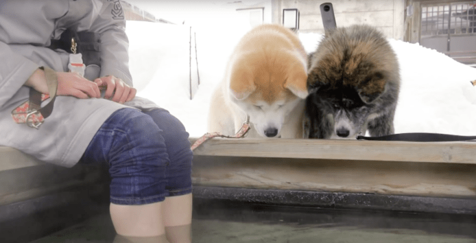 Google Street View 變 Dog View　3頭日本秋田犬360度鏡頭帶你遊名勝