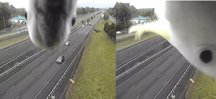【有片睇】澳洲鸚鵡玩謝高速公路鏡頭　影片破300萬點擊