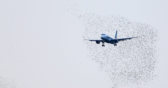 用航拍機驅趕機場附近鳥群　改善飛機飛行安全