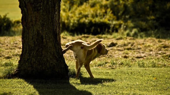研究報告：小狗撒尿墊高腳「提升」身高　顯得自己體型更大