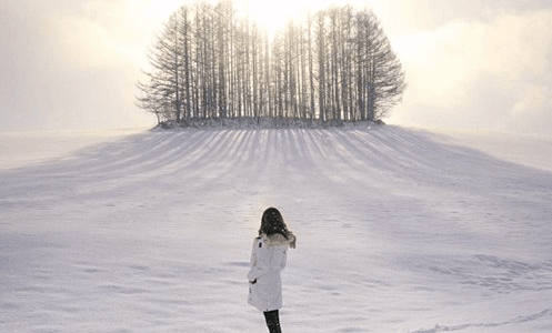 日本攝影師不滿港人擅闖北海道農地拍攝　批香港Sony分享相片助長行為