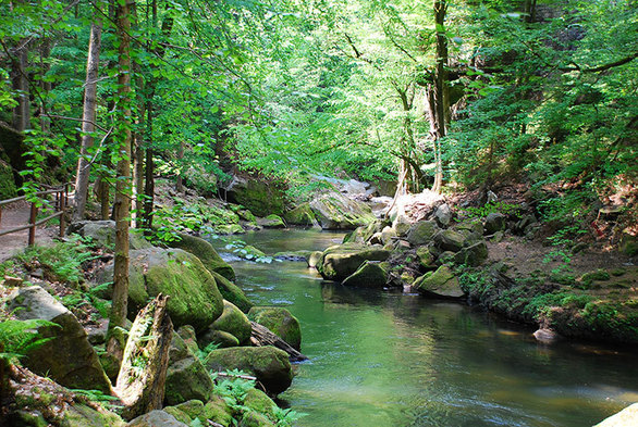 研究：每日花20分鐘接觸大自然可有效降皮質醇