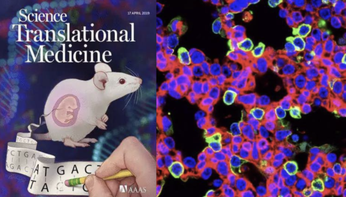 基因編輯新突破　 科學家成功於老鼠子宮內矯正胚胎致命基因突變