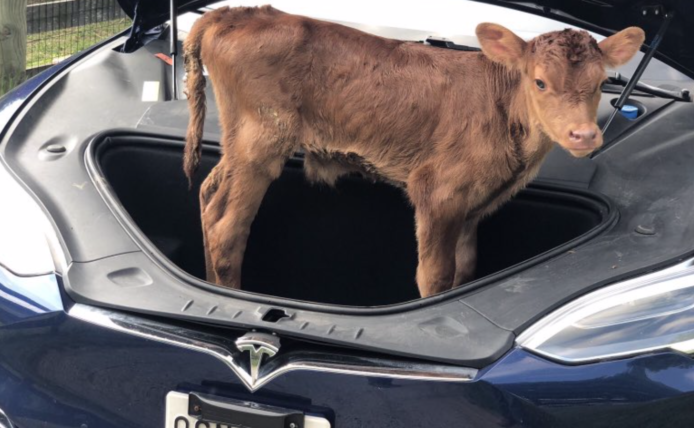 Tesla 將加入自訂喇叭聲   Elon Musk：「放屁聲、羊叫聲好快就出」