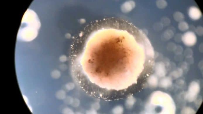 美研製首個「活體」機器人　爪蛙幹細胞製造+自行複製與修復