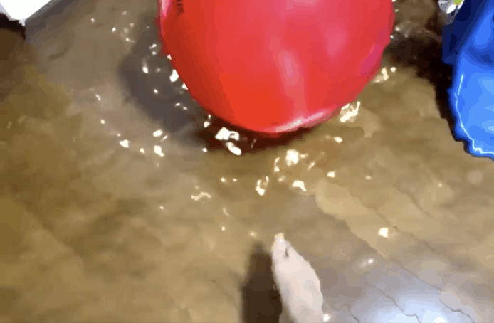 【有片睇】AR 屋企水浸效果消暑   在家內都可以玩水