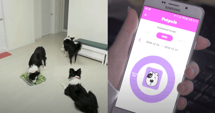 韓國智能翻譯狗帶【有片睇】探測狗狗五種情緒 + 運動量