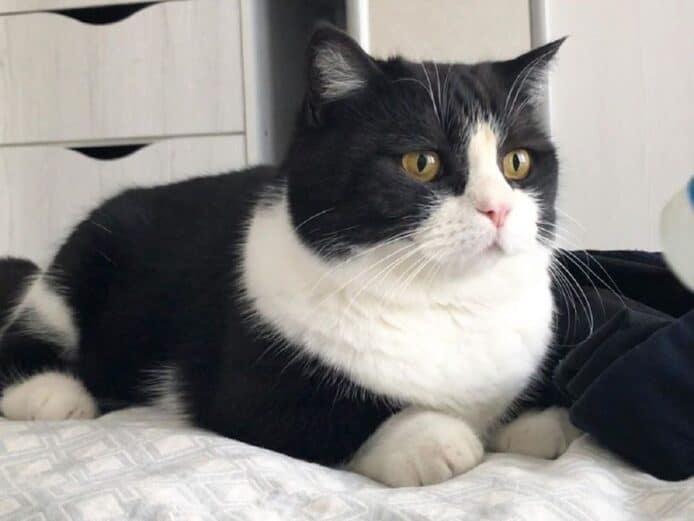 網民請Siri為「主子」改名 建議叫「油尖旺曹植、唐太宗、凱婷」