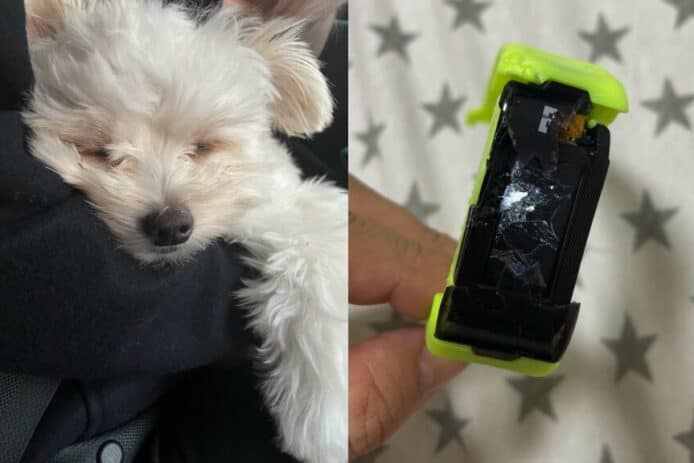 數碼暴龍被物理摧毀   育成手環慘遭小狗咬爛