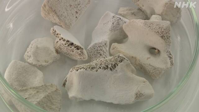 日本研豬骨吸福島放射性物質　骨內磷灰石回收鍶能力高20倍