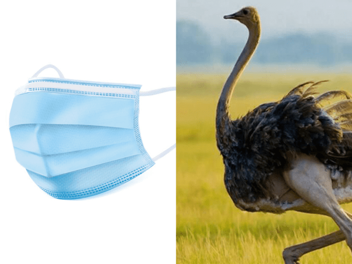 日本新口罩遇COVID病毒會發光    利用鴕鳥抗體作顯示劑