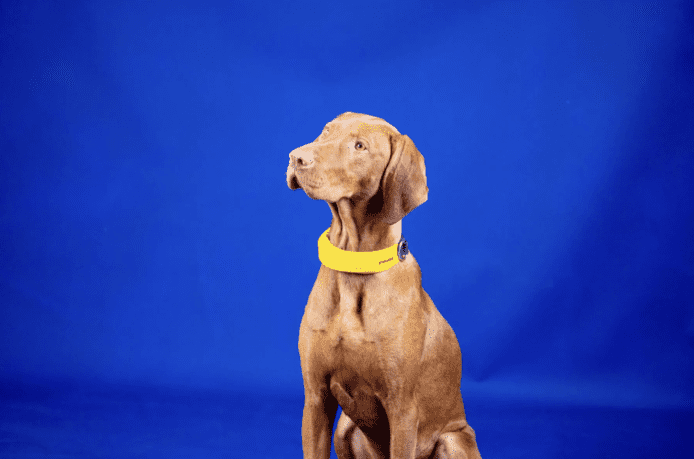 【CES 2022】狗用 「Apple Watch」？    智能狗帶監測心率 + 實時 GPS 定位