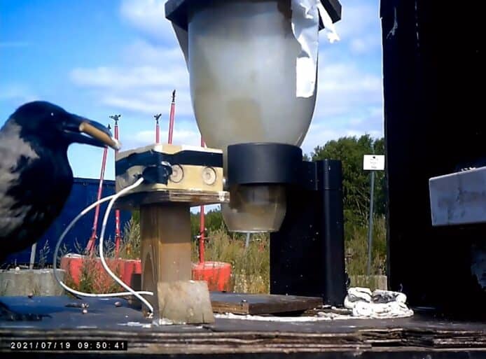 瑞典訓練野生烏鴉   街頭拾煙蒂換取食物