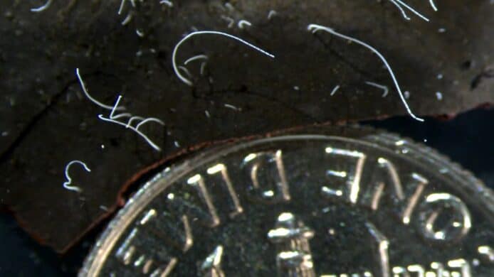 科學家發現全球最大「細」菌　「等於人類變成喜瑪拉雅山一樣高」