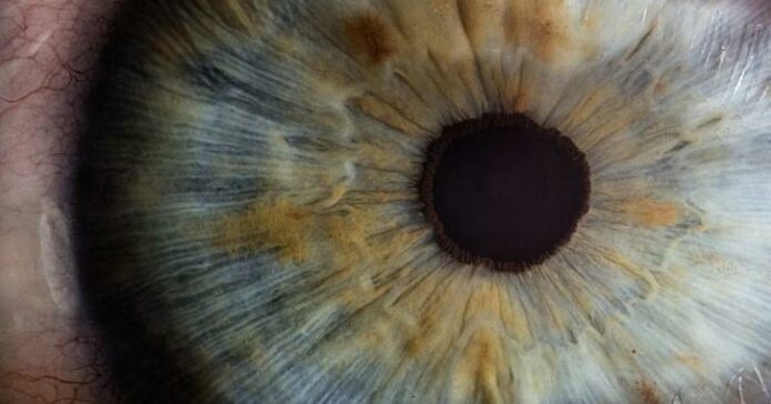 3D 打印角膜成功移植兔眼   人體組織製成生物識別水凝膠