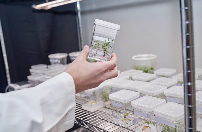 美國成功研發基因改造樹     能加快生長速度＋儲存多 53% 碳