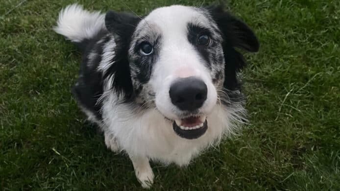 獸醫束手無策   狗主靠 ChatGPT 治好愛犬