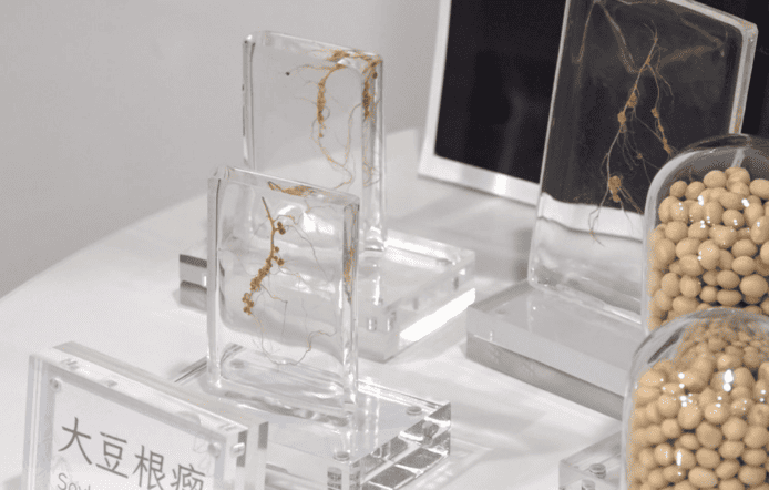 中大「根瘤菌」大豆隨天舟六號上太空     「航天育種」培育抗逆能力的新根瘤菌