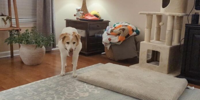 智能插頭令狗狗拒絕入屋　K.Kwong：電器有機會發出音頻影響動物