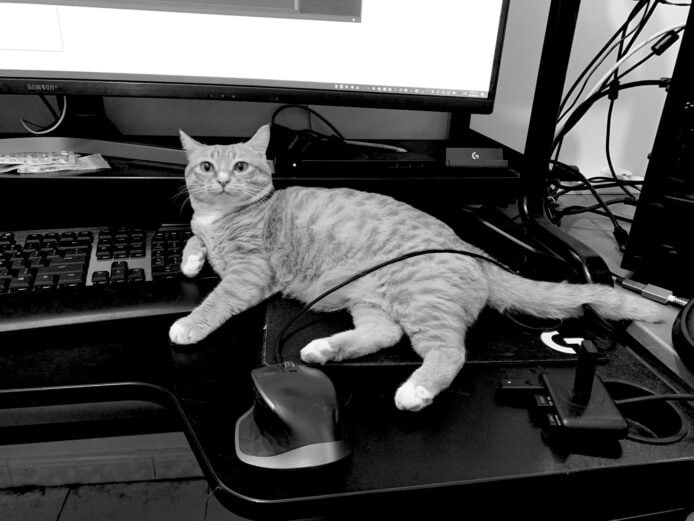 電視牆壓死貓裝修公司 FB 出道歉片　網民：點解得兩粒螺絲咁少又冇爆入牆