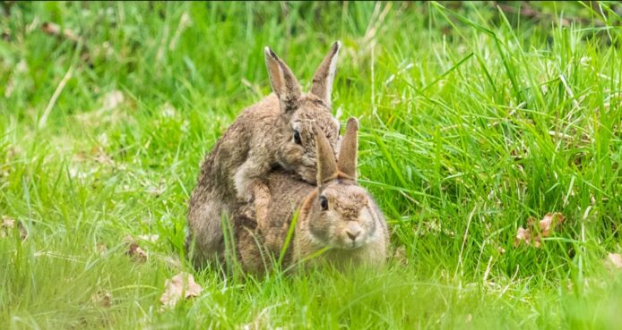 科學突破：3D 打印「男性陽具假體」動物測試成功