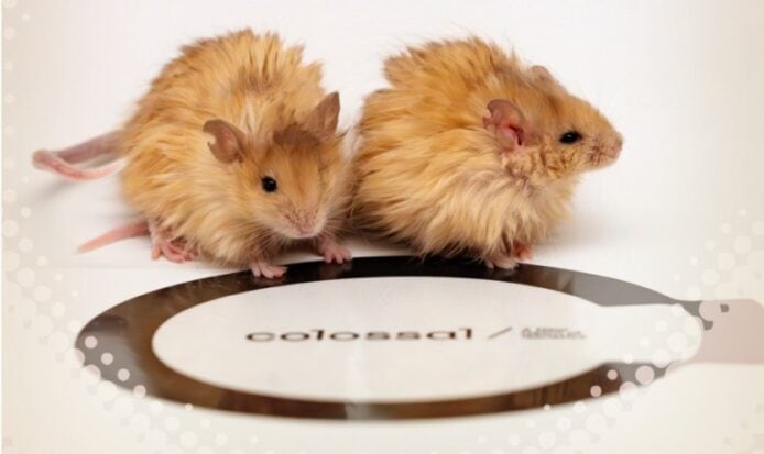 科學家成功培育「長毛鼠」 為復活「長毛象」計劃邁出關鍵一步