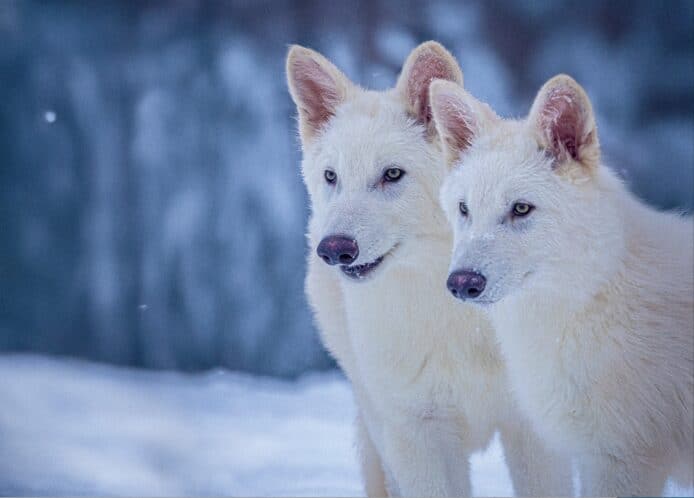 科學家成功「復活」冰河時代恐狼  實現首個滅絕物種「重生」