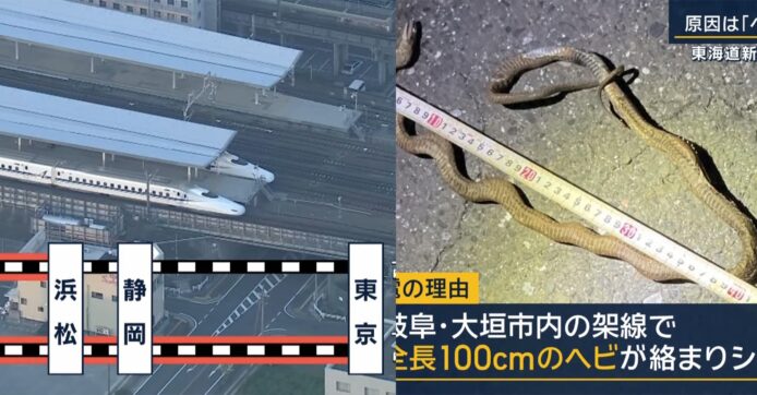 一條蛇令日本新幹線列車停駛  蛇纏繞高壓電線引致停電
