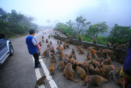 AI 閉路電視金山偵測餵猴  成功檢控6宗案件  擬擴展至偵測餵野豬野鴿