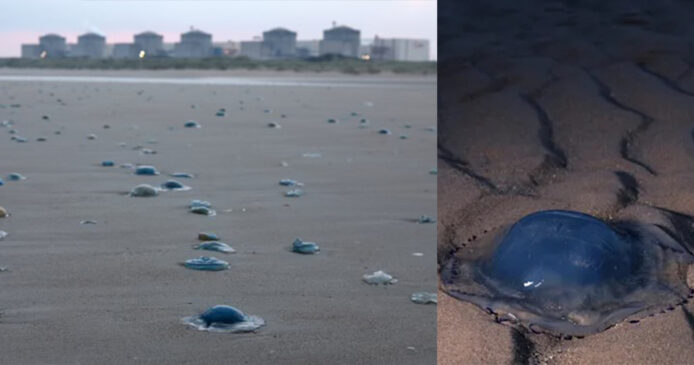 水母大軍襲法國核電廠  西歐最大發電站被迫全面停運