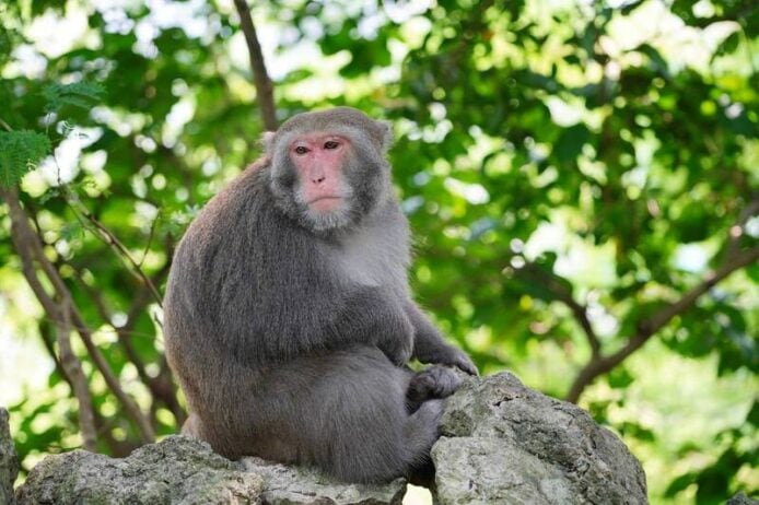 中國公佈神經運算電腦「悟空」　神經元數量接近獼猴大腦規模