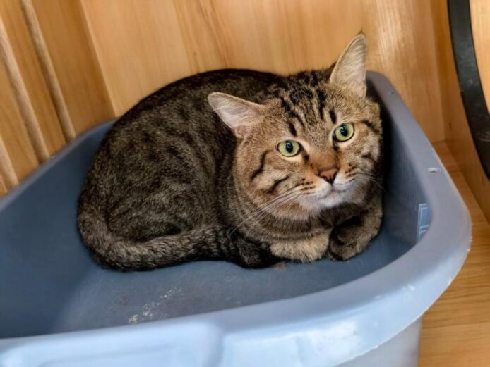 中國有花貓被網上拍賣　主人公司欠債 400 萬　小貓被視為財產被充公