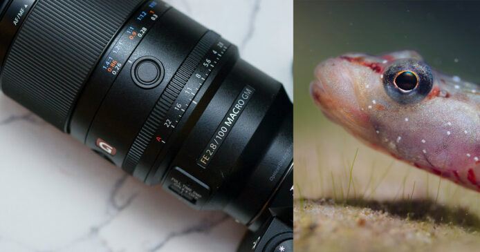 Sony 新100微距鏡頭專家試相  盡顯極致細節  FE 100mm F2.8 Macro GM OSS