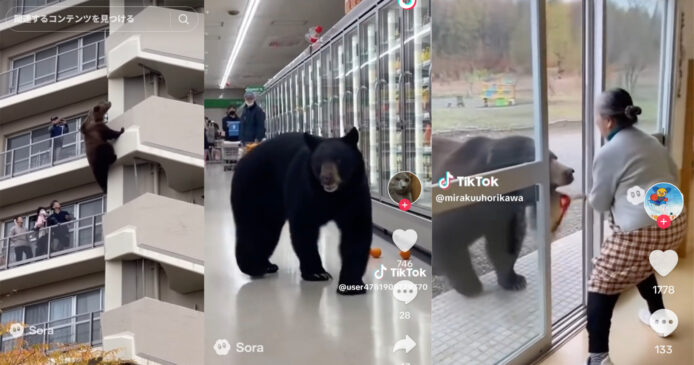 日本熊出沒 AI 生成假影片  充斥 TikTok, X 平台   最紅影片點擊過百萬