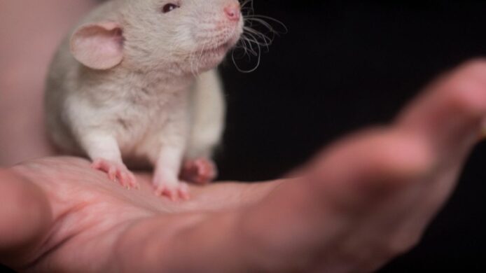 癌症「超級疫苗」現曙光   納米佐劑老鼠實驗成功   阻多種腫瘤生長擴散