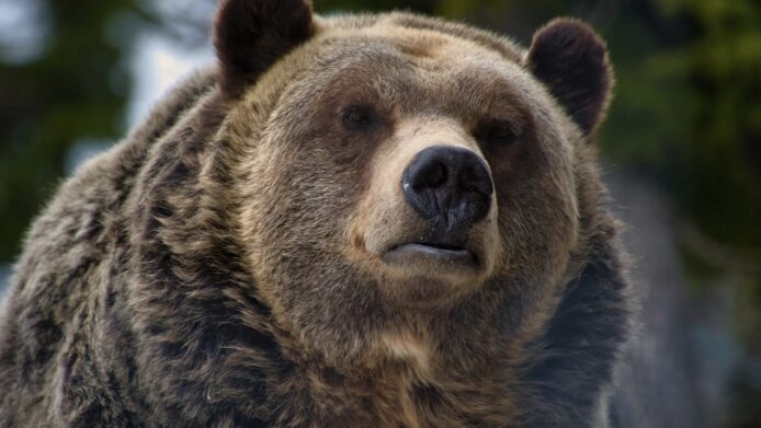 教學: 日本 27 高危縣府熊出沒地圖   實時地圖助旅客防險   熊出沒應對方法介紹