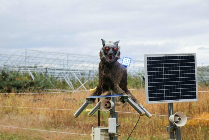 日本部署狼型機械人驅熊  曾因「愚蠢」外觀被嘲笑或成重要救星