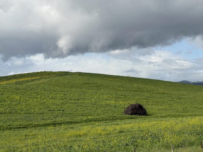 Windows XP 桌布山丘重現翠綠　加州雨季令景觀近乎還原 30 年前舊貌
